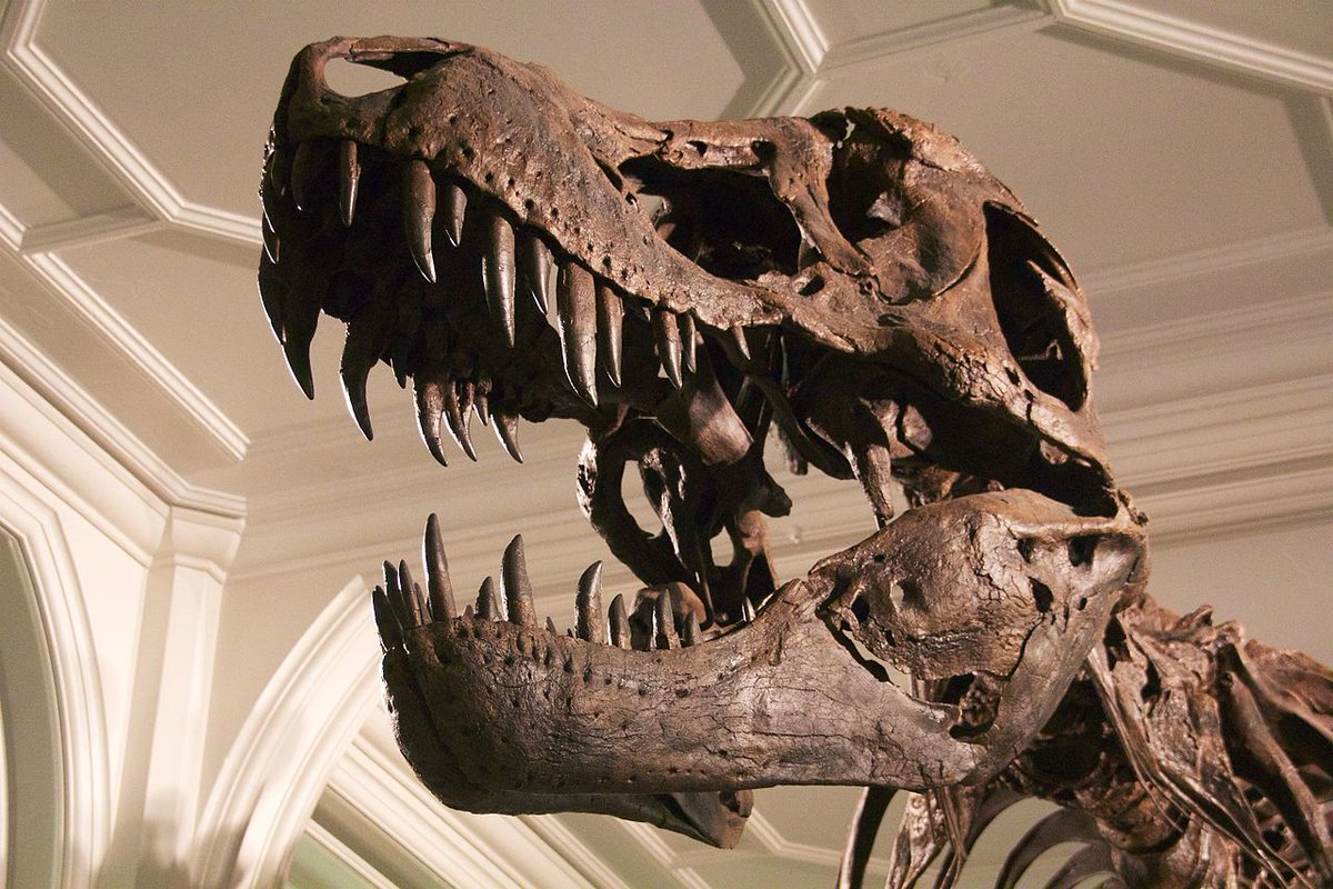 DinosauriaD's tweet photo. #FossilFriday Stan the Tyrannosaurus, one of the most iconic and complete T. rex specimens and the main reference for the documentary's male T. rex model #dinosaurs https://t.co/pFTE2sZus6