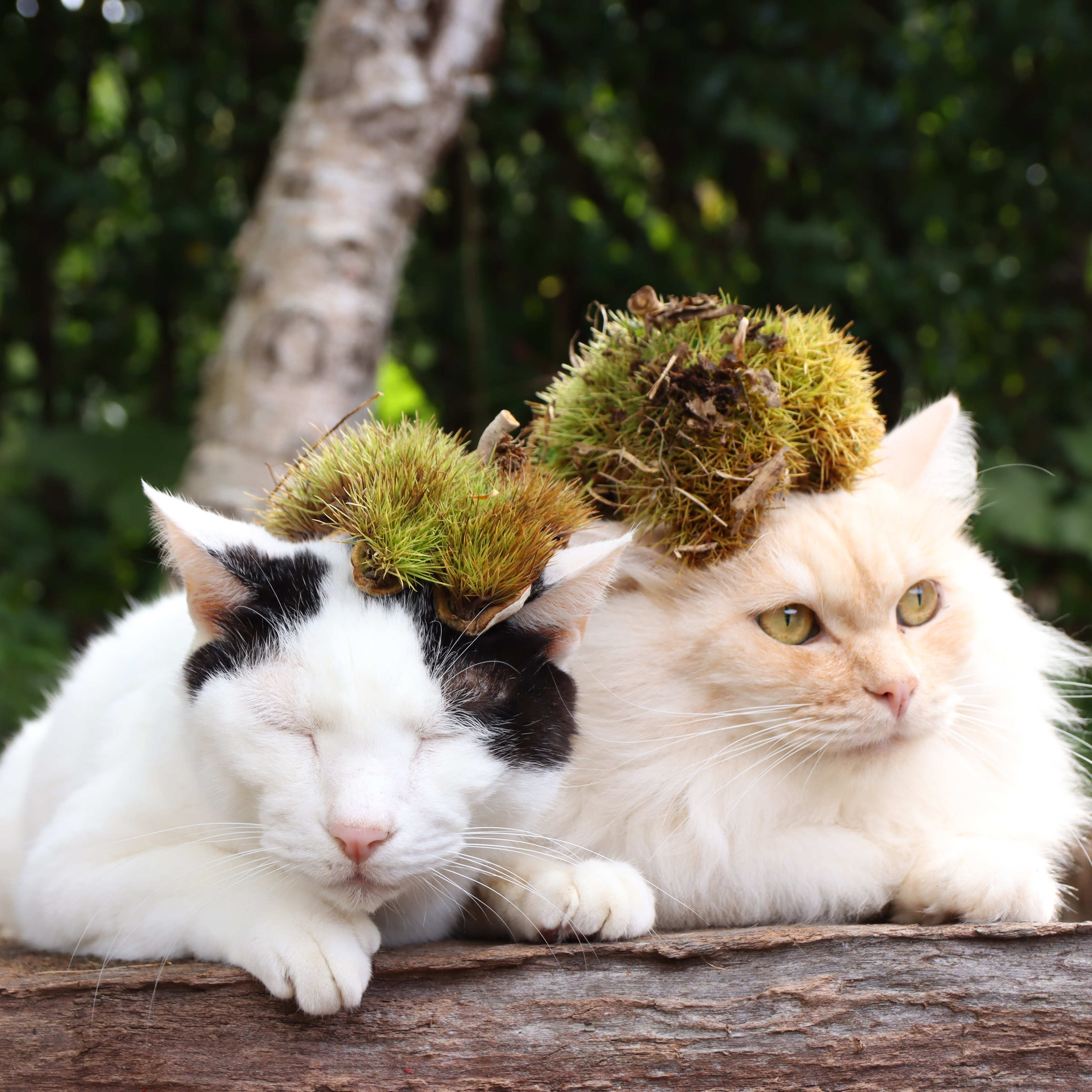 かご猫 Blog いがぐり帽子のせ猫 T Co Tx1d1ayipa ねこ いがぐり のせ猫 ちび もふもふ猫 T Co Pzdnomhwdh Twitter