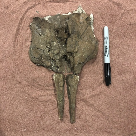 TheMarineMuseum's tweet photo. This little dolphin skull is ready for the first half of its archival jacket! An archival jacket is a plaster cast made to store and protect the fossil - each one unique to match the fossil they protect!
#fossils #dolphin #preservation #miocene #calvertcliffs https://t.co/f5XDAs8uFa