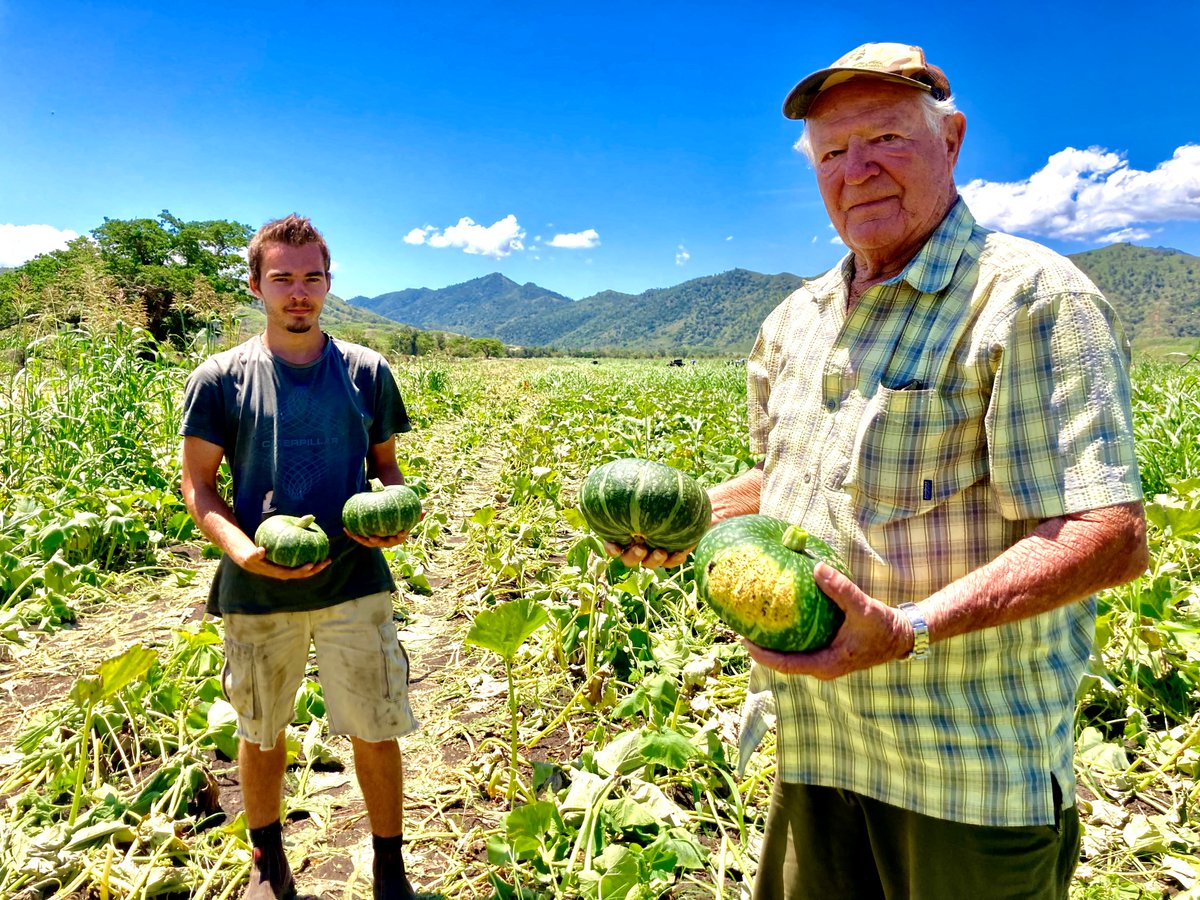 TEJEROAnthony's tweet photo. #Agriculture Plutôt que de la laisser pourrir, Roger Galliot a donne sa récolte de #squashs qu'il n'a pas pu ramasser en raison des récentes intempéries. Jusqu'à ce samedi 14 h, tout le monde est bienvenu #NouvelleCalédonie #Boulouparis #Solidarité https://t.co/23q6xB7msx https://t.co/mFRfLmDyAq