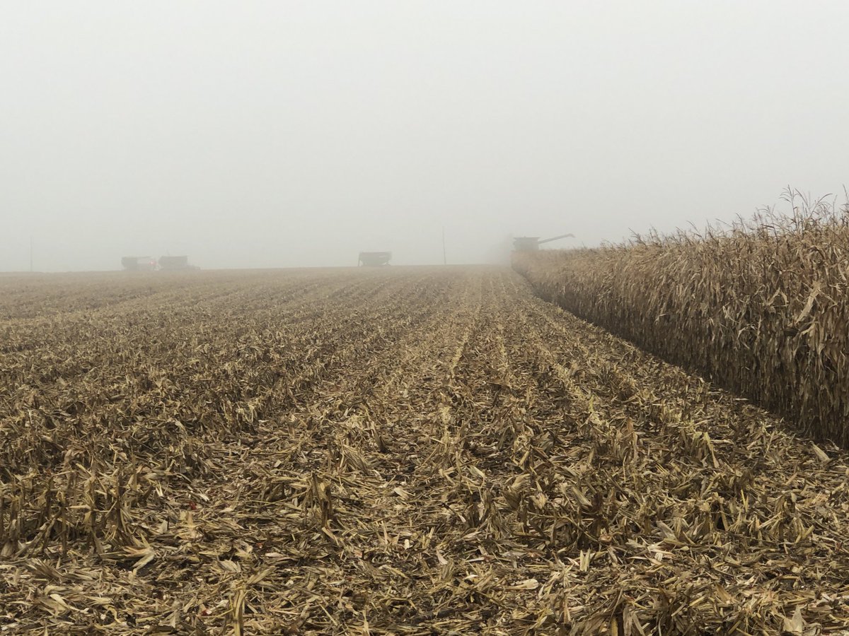 ⁦<a href="/DekalbWoody/">Todd Woodhouse</a>⁩ I can see you now! Great plot this morning Dekalb 39-55 goes 241 dry bu/Ac for the win. 18 varieties through weigh wagons in 1.5 hours!! Need more plots, doesn’t take long! Thank you Marsville Holsteins ⁦<a href="/MariekePatton/">Marieke Patton</a>⁩ ⁦<a href="/DEKALB_Canada/">DEKALB Canada</a>⁩