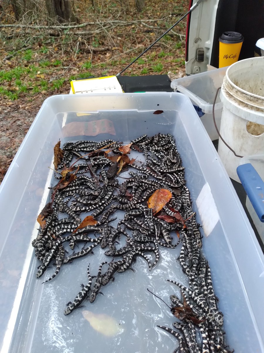 LooseMarbleds's tweet photo. Am I too late for #AmbystomaWeek?? These guys don't think so! Good night last night. #RainbowBaySC Thanks for all the help from #LanceLab @UGASREL @lab_parrott @DrSLancelot #SREL #Outreach https://t.co/BD32yadh3J