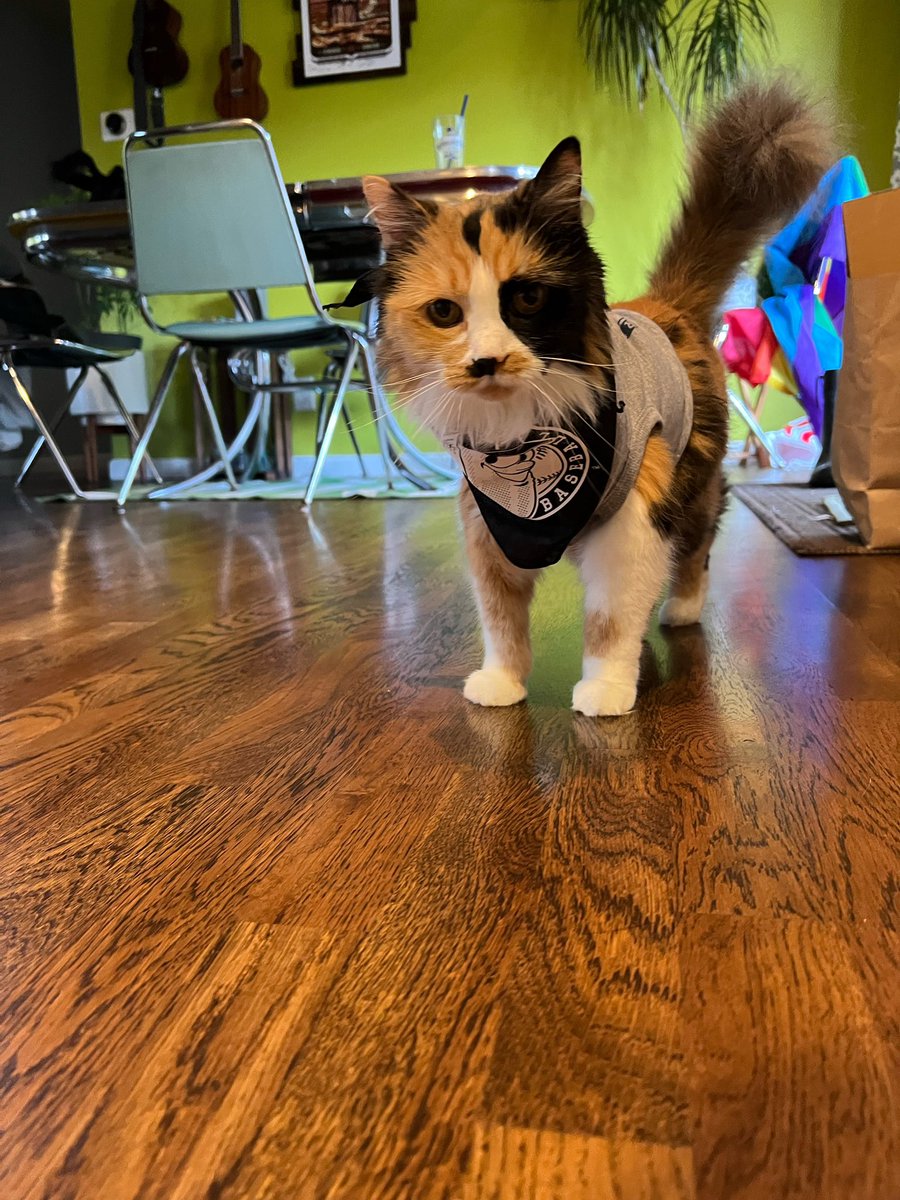 picklesbaseball's tweet photo. Happy #NationalCatDay! The official cat of the Pickles, Maggie, says meow!

Also a big shoutout to one of our favorite kitties @PickliciousF 🥒😻 https://t.co/m4FCwIOWgN