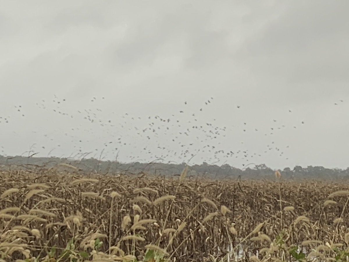 champmark9's tweet photo. It all starts tomorrow !!  #2021DuckSeason https://t.co/JWtQvyNd0k