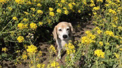 MELTONE🐕🐈❤️🚶🏻‍♀️ tweet media