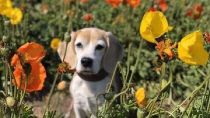 MELTONE🐕🐈❤️🚶🏻‍♀️ tweet media