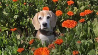 MELTONE🐕🐈❤️🚶🏻‍♀️ tweet media