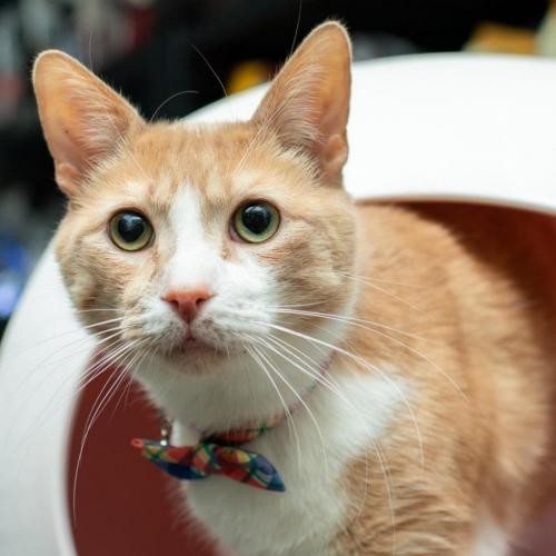 bestfriends's tweet photo. Happy #NationalCatDay! To celebrate we are featuring Pumpkin who takes his treats VERY seriously. He also loves to play, nap by your side, &amp; is often seen joining in on conference calls!

#Adopt this perfect "work from home" buddy today: https://t.co/ooLHiuWcfe ^kw https://t.co/EoJ6P5FMOL