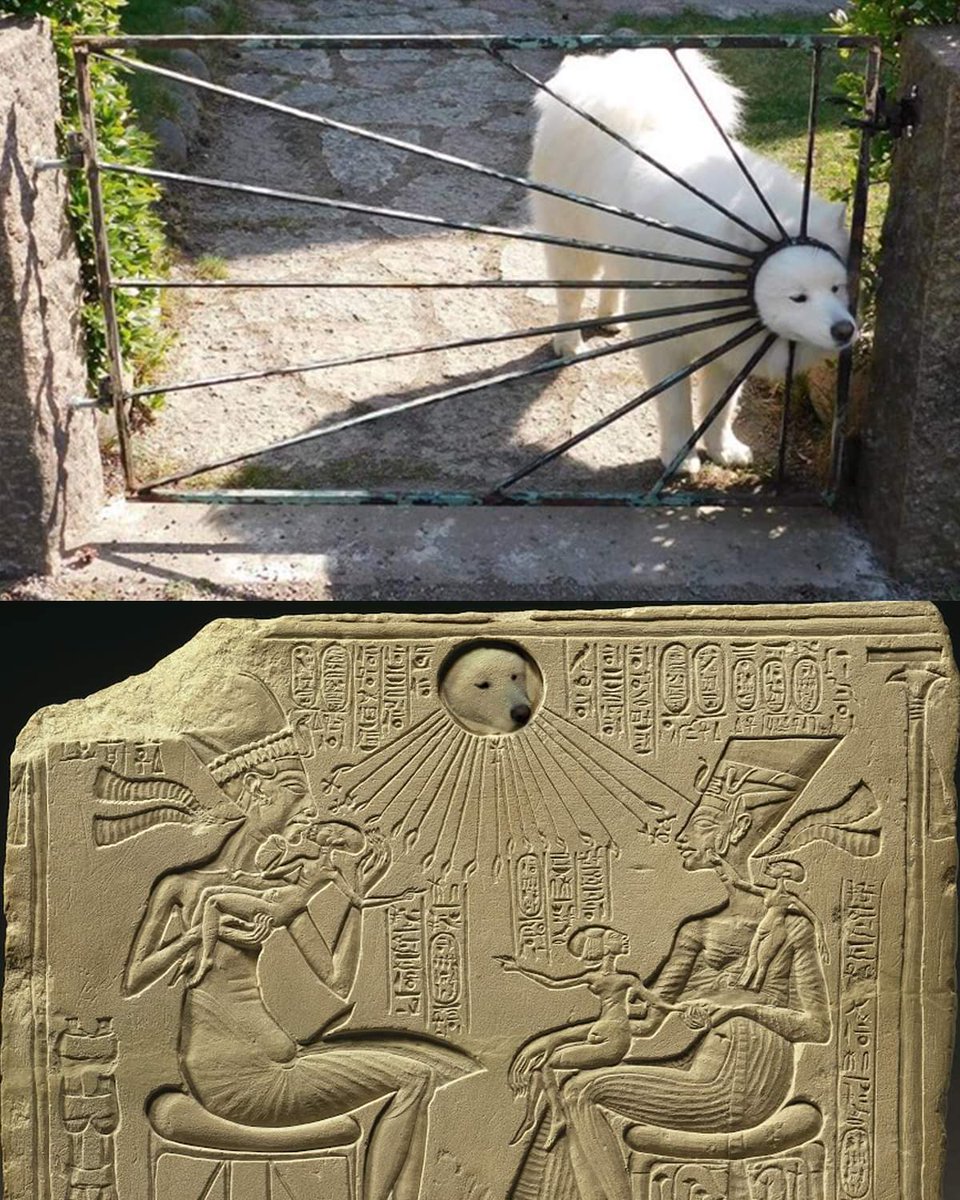 CSMFHT's tweet image. 