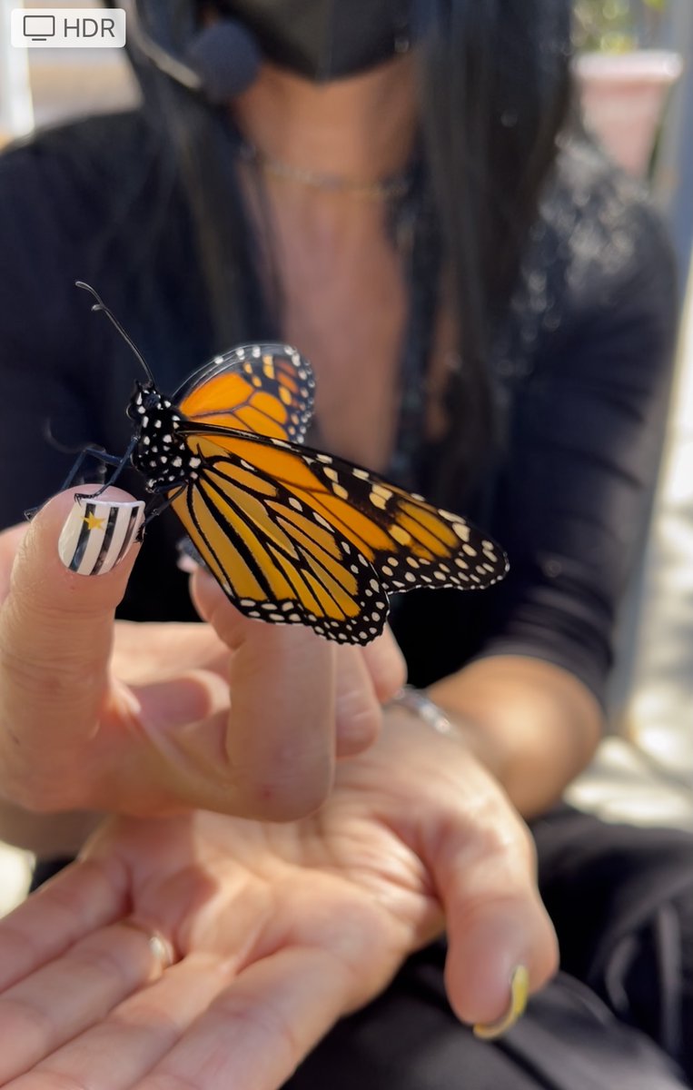 Our classroom butterfly hatched and flew away ❤️
<a href="/the_Madeleine/">the Madeleine</a> 
#Monarch #butterfly #nature