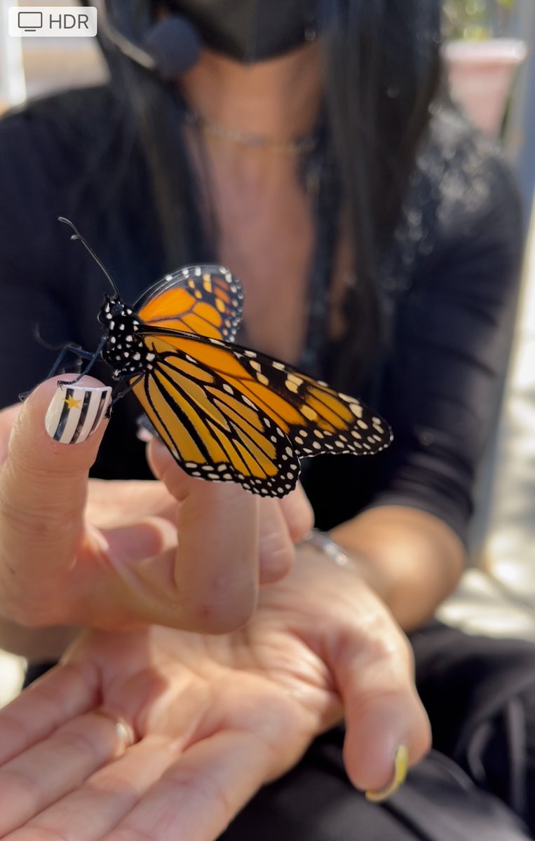 Our classroom butterfly hatched and flew away ❤️ @the_Madeleine #Monarch #butterfly #nature