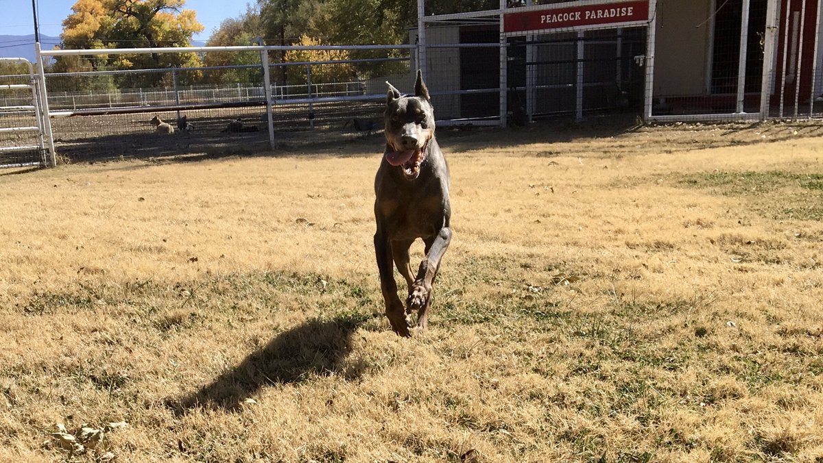 PapaDobie's tweet image. Making the rounds with papa… Aiden Cain and Bubba #dobermanrescue #highdesertdobermanrescue #ranchodoberado #papadobie #AdoptDontShop