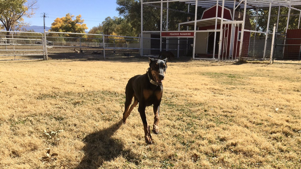 PapaDobie's tweet image. Making the rounds with papa… Aiden Cain and Bubba #dobermanrescue #highdesertdobermanrescue #ranchodoberado #papadobie #AdoptDontShop