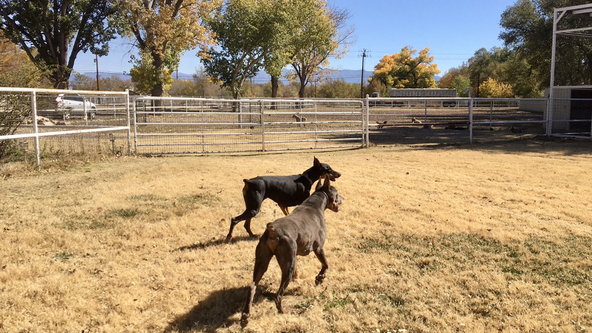 PapaDobie's tweet image. Making the rounds with papa… Aiden Cain and Bubba #dobermanrescue #highdesertdobermanrescue #ranchodoberado #papadobie #AdoptDontShop