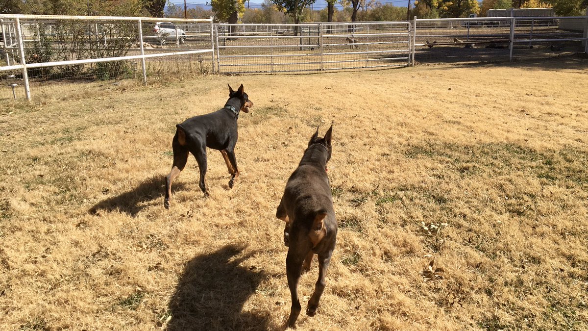 PapaDobie's tweet image. Making the rounds with papa… Aiden Cain and Bubba #dobermanrescue #highdesertdobermanrescue #ranchodoberado #papadobie #AdoptDontShop