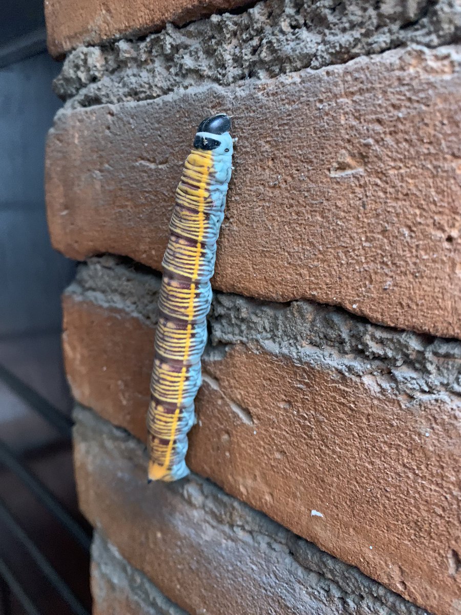 Hola <a href="/BichoDatos/">Bichodatos</a> ! Me ayudas a identificar?