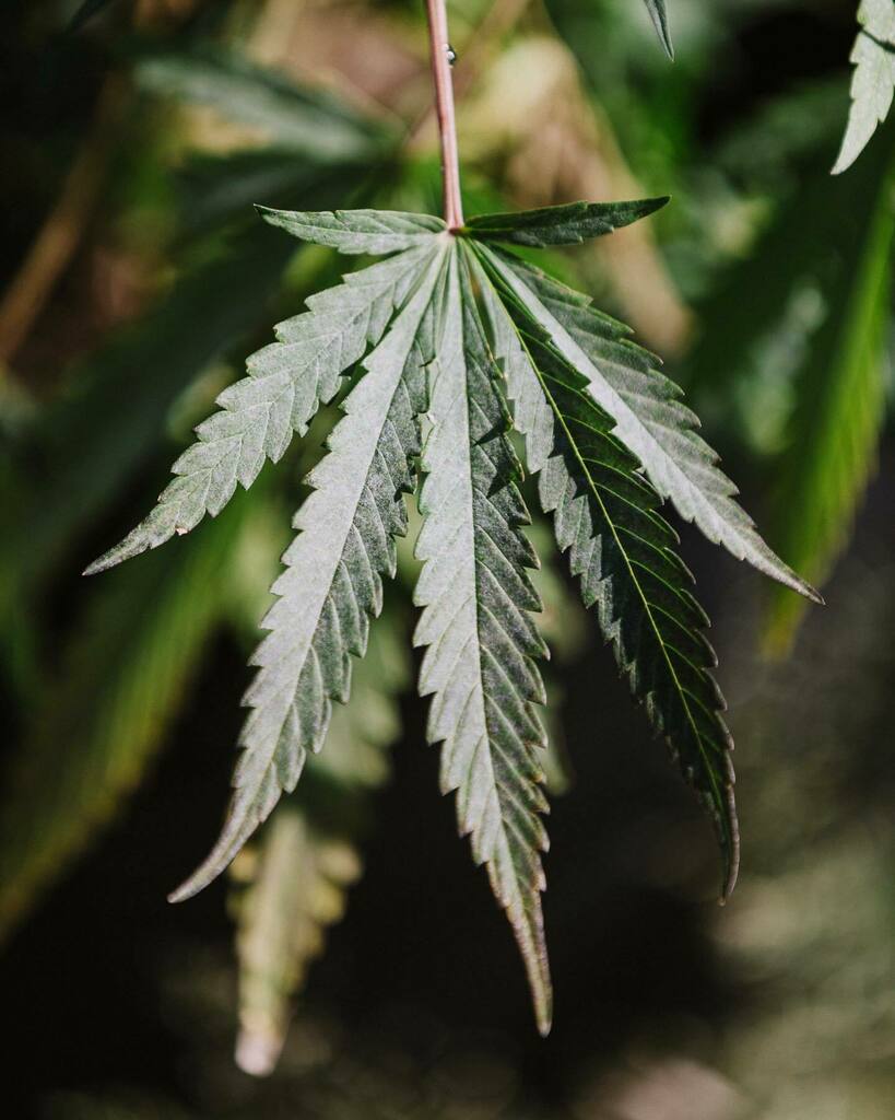 CenturionProSol's tweet photo. Christina Lake’s location provides the best possible natural and outdoor environment for cultivating premium sun-grown plants. https://t.co/uuKGFXjNvG
