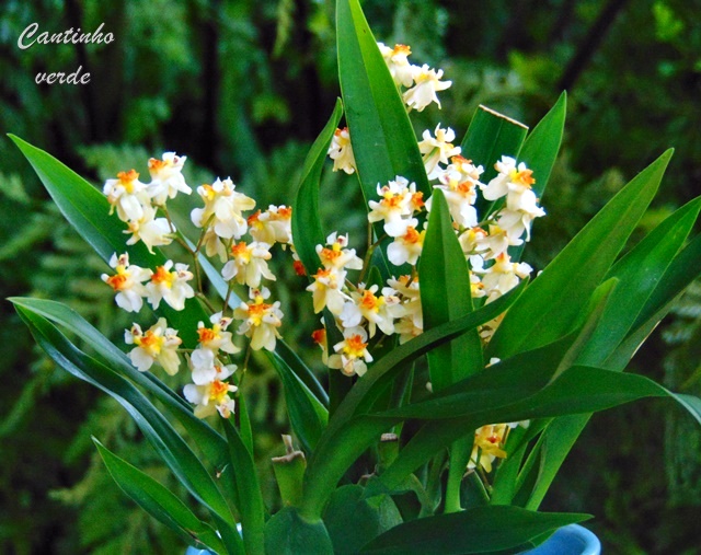 توییتر \ Receitas, casa e jardim در توییتر: «Guia de cultivo da mini  orquídea Oncidium Twinkle . Cuidados, multiplicação, manutenção e descrição  #jardim #orquideas #flores #cantinhoverde #plants #flower #plantas  https://t.co/ojLXbYX6fa https://t.co ...