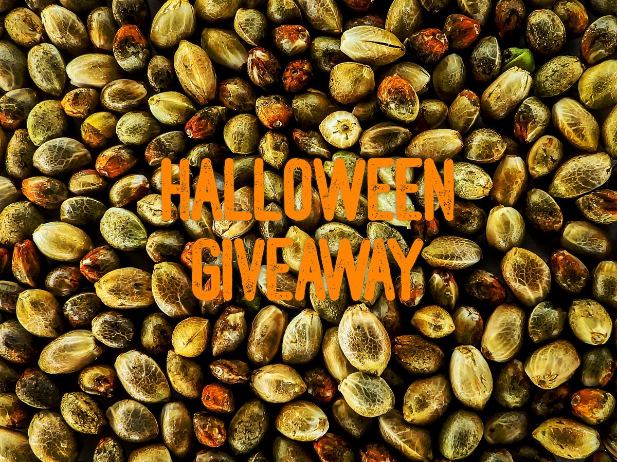 bootlegseedbank's tweet photo. GIVEAWAY TIME!

Get on over to https://t.co/WorlKMLJDK to get in the contest right on the homepage!  Be sure to order this weekend as well!  Every order gets a bonus 10 pack of seeds thru November 1st!
#giveaway #win #cannabis #cannabisseeds #21andup #cannabisgiveaway #enter https://t.co/vhS0w5SDbK
