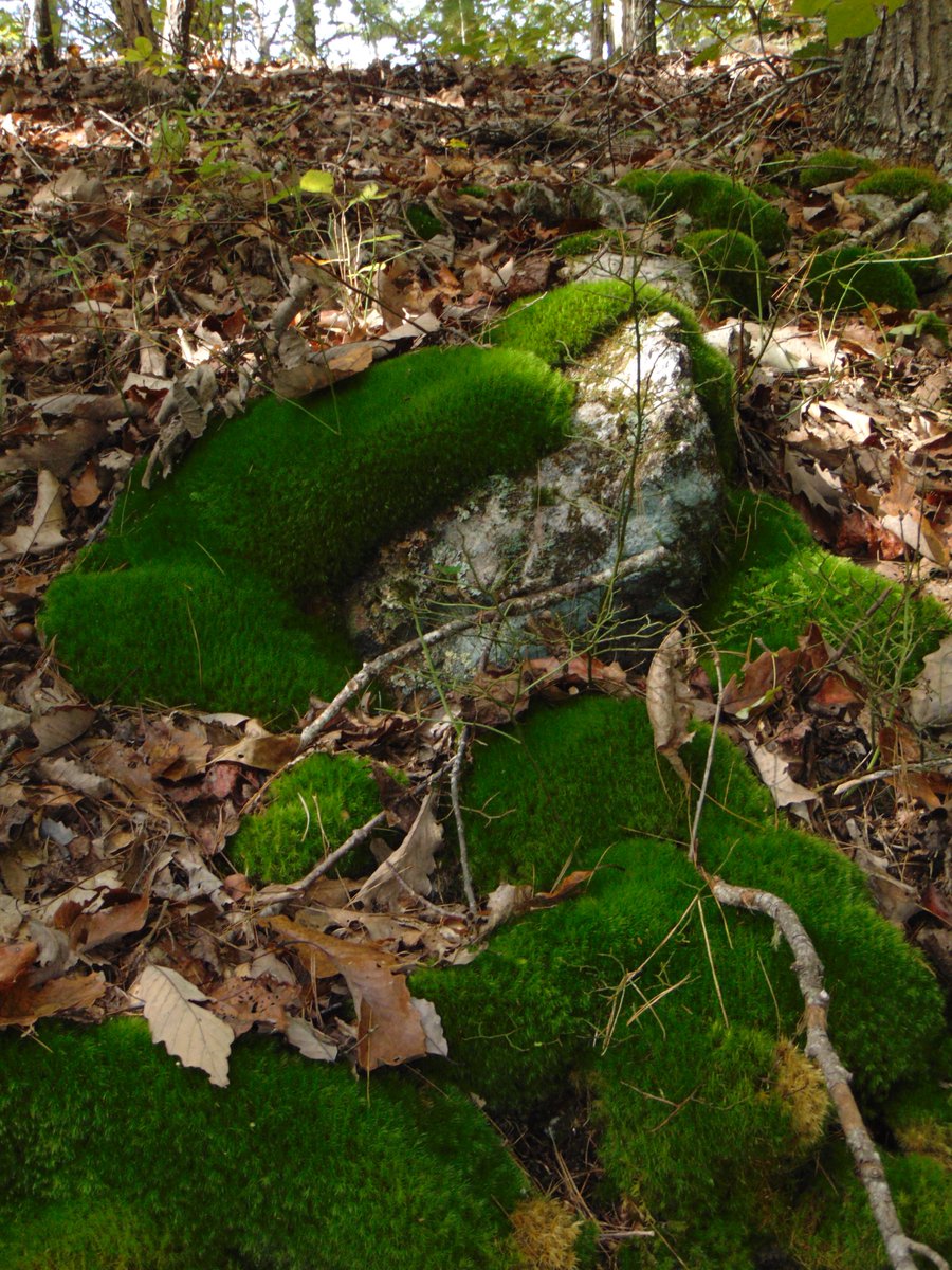 MEHPhotos's tweet photo. The internet is for many things, but its best use is sharing photos of mossy rocks. https://t.co/gcNVJjjrUs