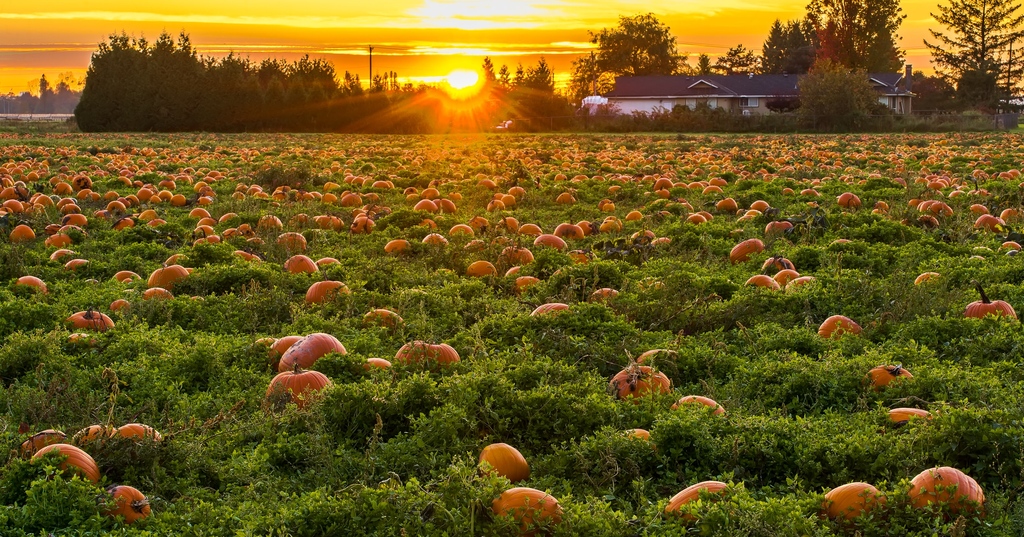 CanILConnect's tweet image. Do you know where the word Halloween comes from? ‘Hallow’ used to mean ‘saint’ and ‘een’ was a shortening of ‘even’ or ‘evening.’ Originally the term was used to refer to the night before All Saints Day which is celebrated on November 1.