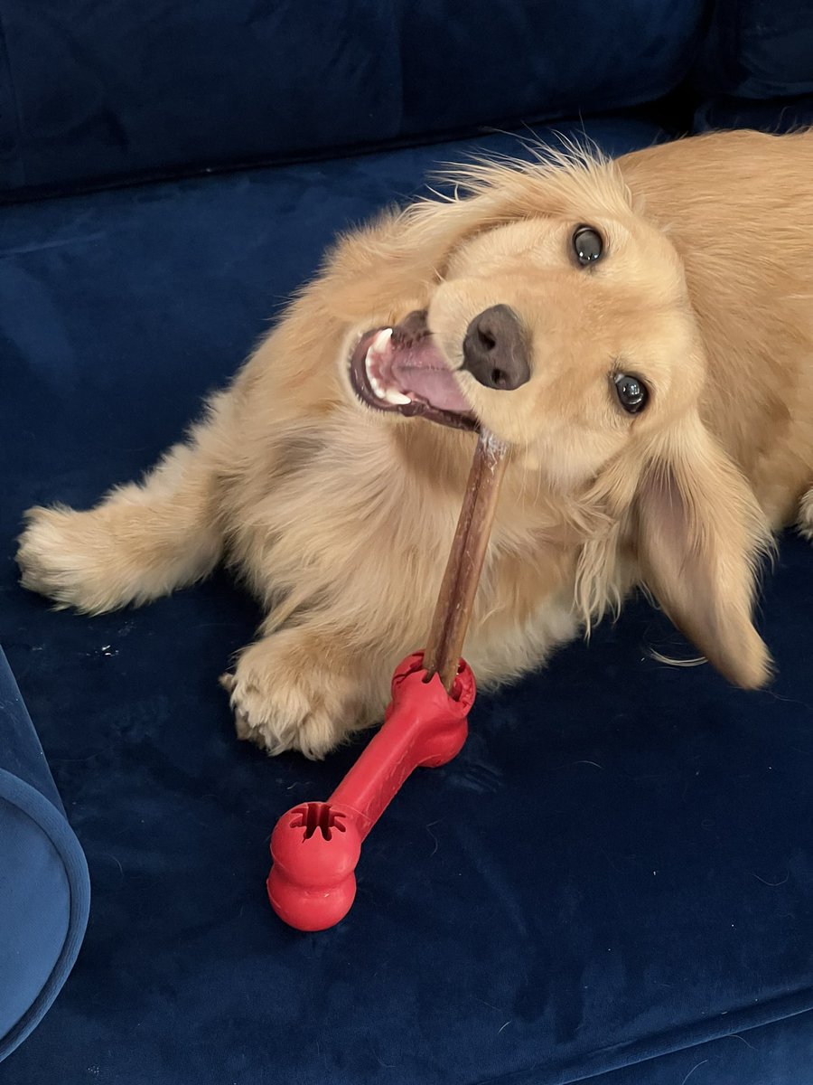 goodboybuckley's tweet photo. Love my Bone Holder ™ (Patent Pending) https://t.co/Hl55Qy3wnc