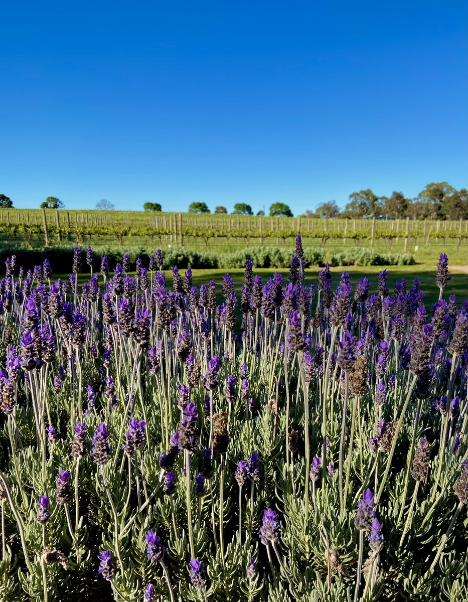 After a week of weather weirdness, it’s sunshine and happiness this weekend. Vist and enjoy wine, food and good company! #67bethanyroad #wine #adelaide #tourism #daytrip #barossa #barossavalley