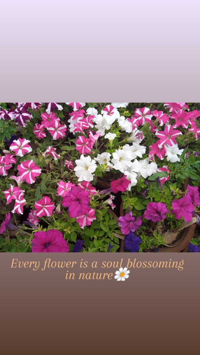 heyitxmickey's tweet photo. 🌼🌺 https://t.co/o9uHPMfYXU