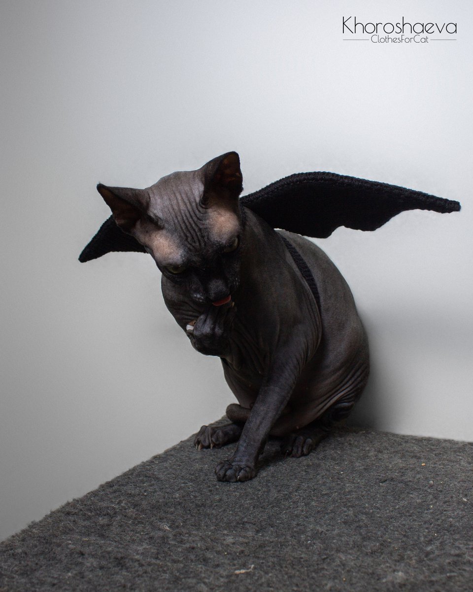 ClothesForCat's tweet photo. Excited to share the latest addition to my #etsy shop: Halloween costume for cat crochet pattern PDF, Bat wings for cat, Crochet bat wings https://t.co/QgAZKuOhw8 #birthday #halloween #crochet #catcostume #batcatwings #catcrochetpattern #catpdf #halloweencatwings #wing https://t.co/BccSHw1nTY