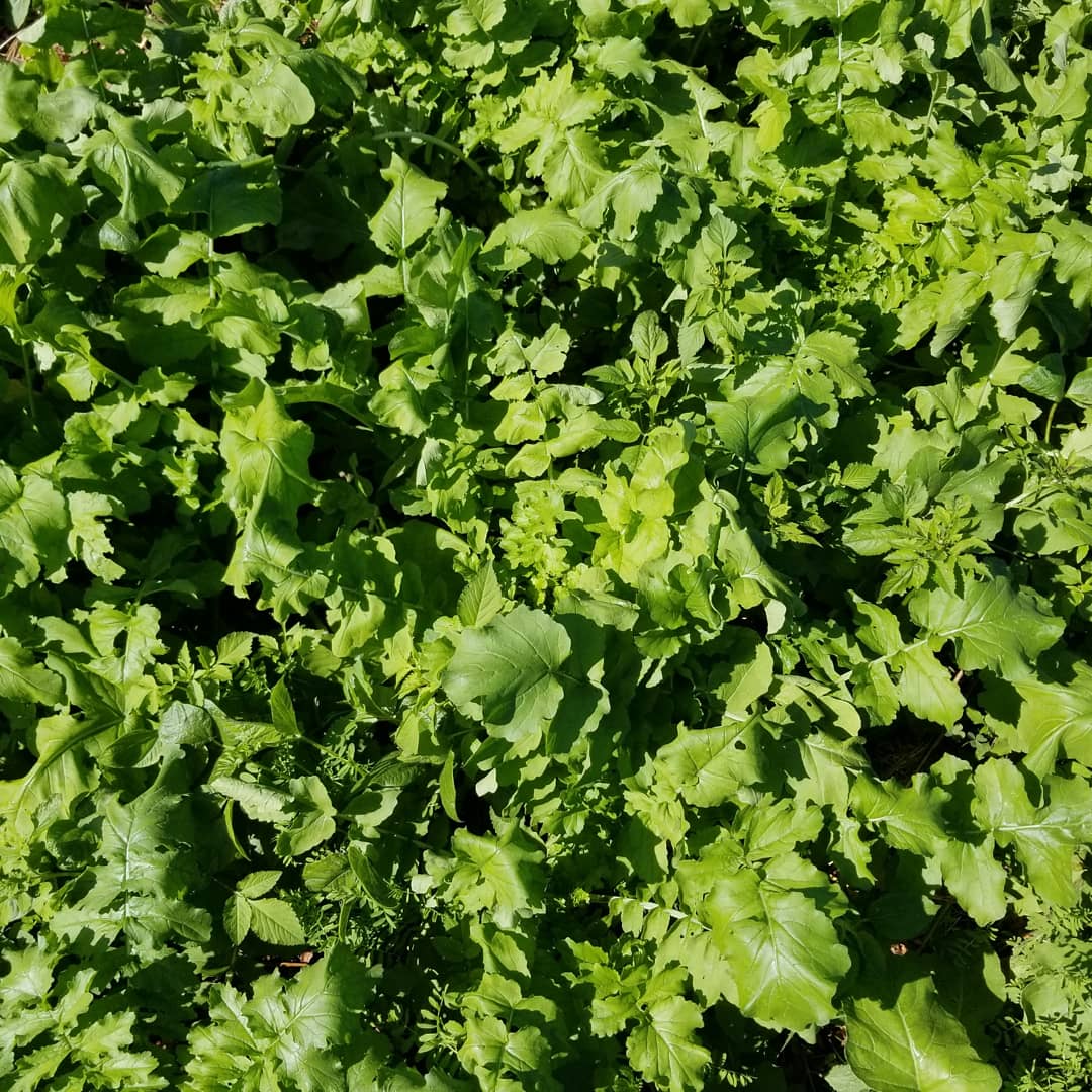 Asylum Seaker tweet media