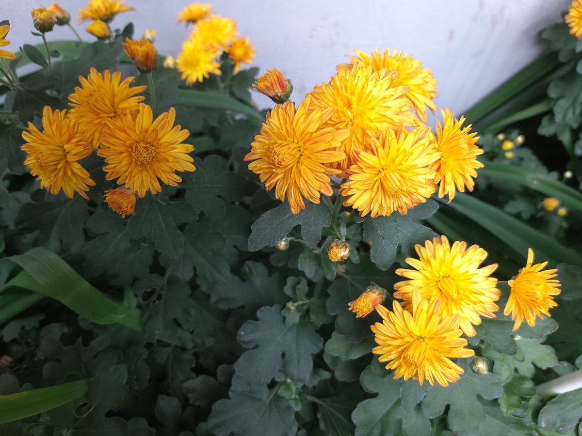 가을의 정취 
국화여 !!!