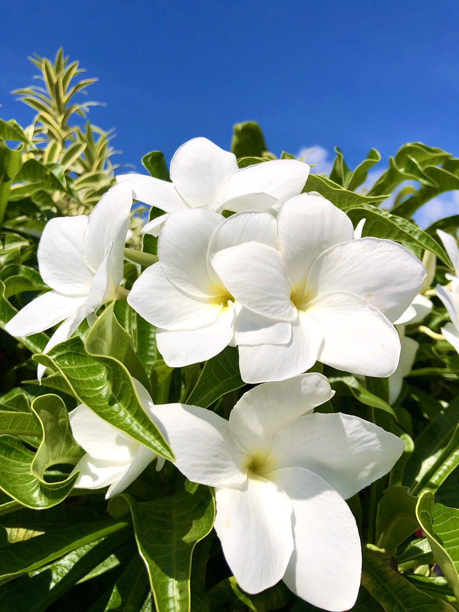 AdStreamz's tweet photo. When it comes to social media, our clients can stop and smell the plumeria, because they know we have their backs!
.
.
#plumeria #alohafriday #socialmediamarketing #socialmediaagency #contentcreators #socialmediainfluencers #influencermarketing #contentmarketing https://t.co/AosqZHqkAV