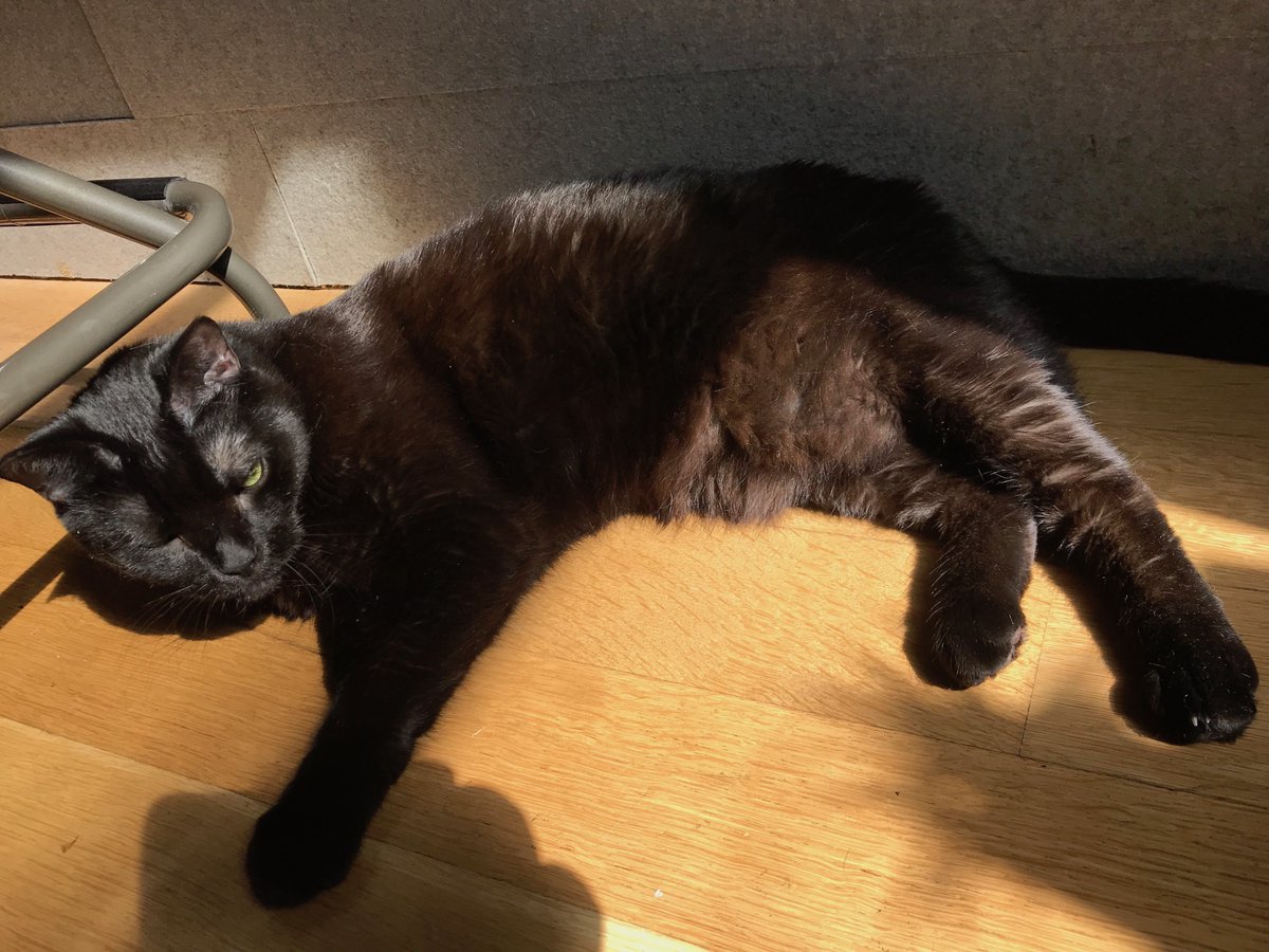 In celebration of #NationalCatDay, here's two gerrymandered districts that look like my cat. Map your community at representable.org to help prevent gerrymandering like this!