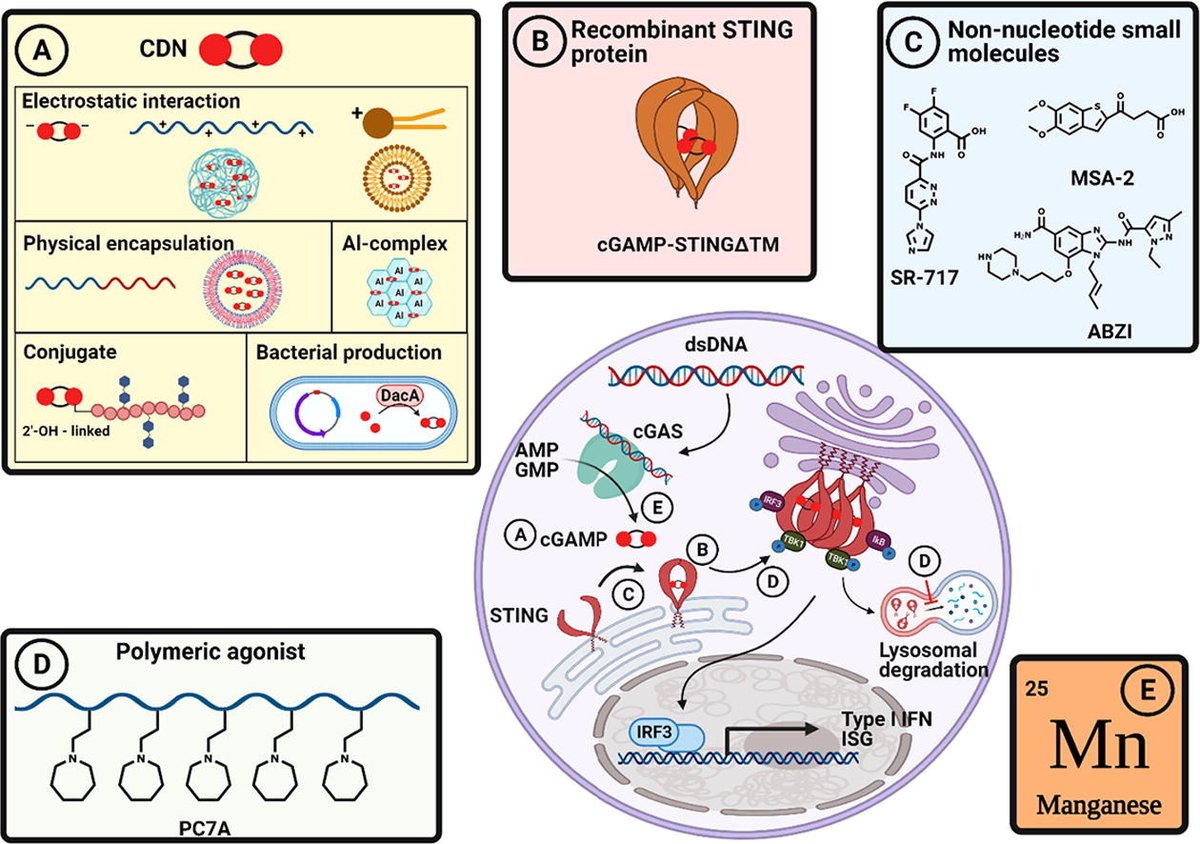 ADDReditors's tweet photo. ADDR in press: "Delivery of STING agonists for adjuvanting subunit vaccines"
By Li Tang & coworkers @EPFL_en
#STINGagonist #adjuvant #subunitvaccine
https://t.co/8kuVoWknCS https://t.co/LdIXzzbZe3
