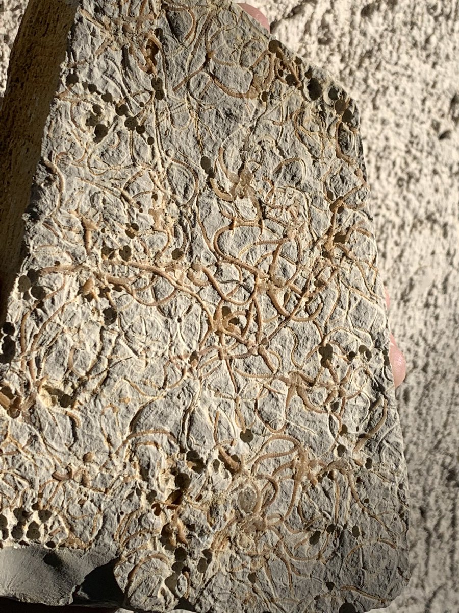 dr_dappleton's tweet photo. A block of #sinosura #kelheimense #brittlestarfossils on #FossilFriday #echinoderm #seastarfossil #starfishfossil #mortalityplate #fossil #fossils #paleontology #fossilphotography #starfish #seastars #nature https://t.co/mn5RoPZANk