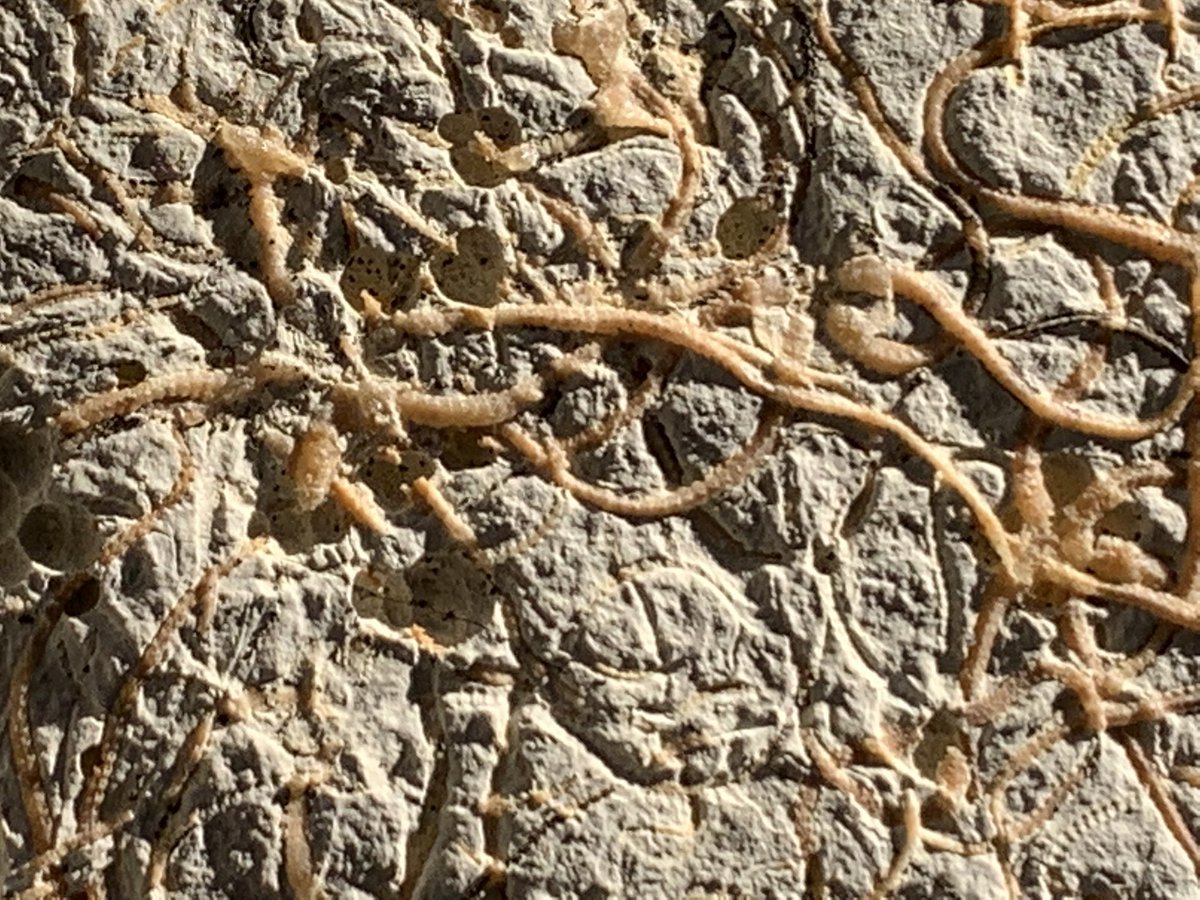 dr_dappleton's tweet photo. A block of #sinosura #kelheimense #brittlestarfossils on #FossilFriday #echinoderm #seastarfossil #starfishfossil #mortalityplate #fossil #fossils #paleontology #fossilphotography #starfish #seastars #nature https://t.co/mn5RoPZANk