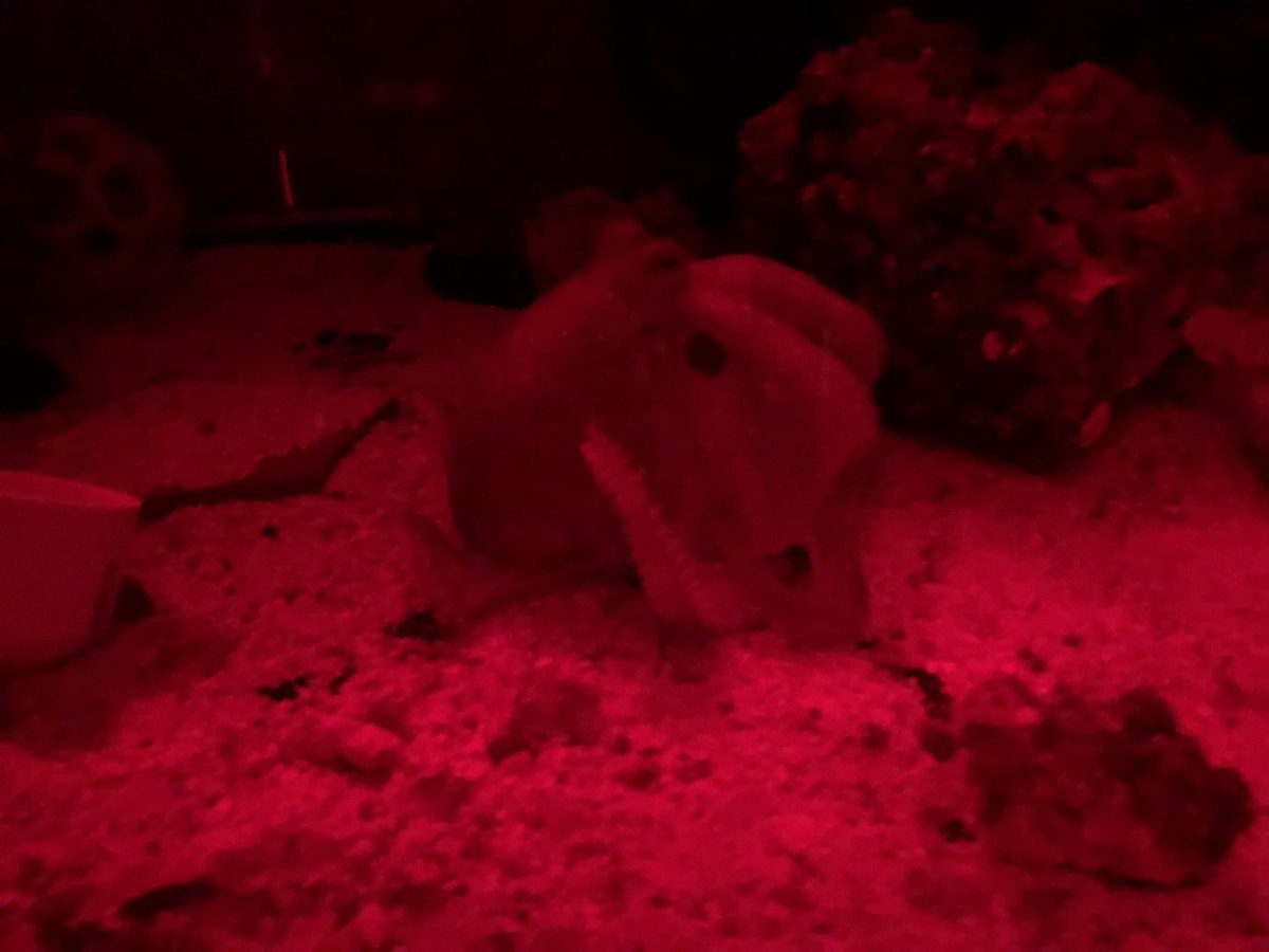 EricAngelRamos's tweet photo. My nights often involve time spying on and chilling with Danny Devito in darkness broken with red light #octopus #octopuslife #science #octopuspower https://t.co/niBLdm2fve