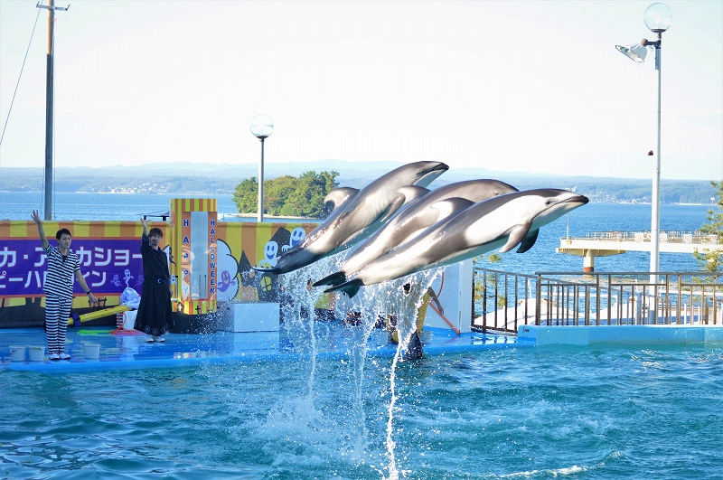 のとじま水族館 公式 Notoaqua Jp Twitter