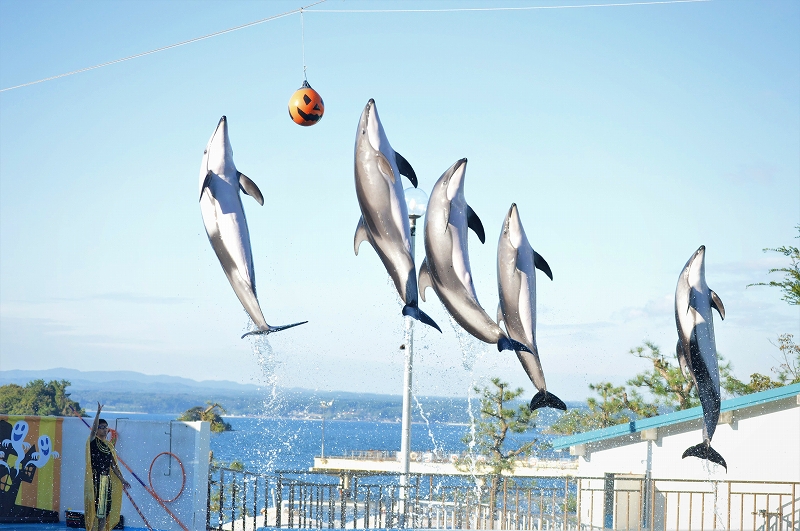 のとじま水族館 公式 Notoaqua Jp Twitter