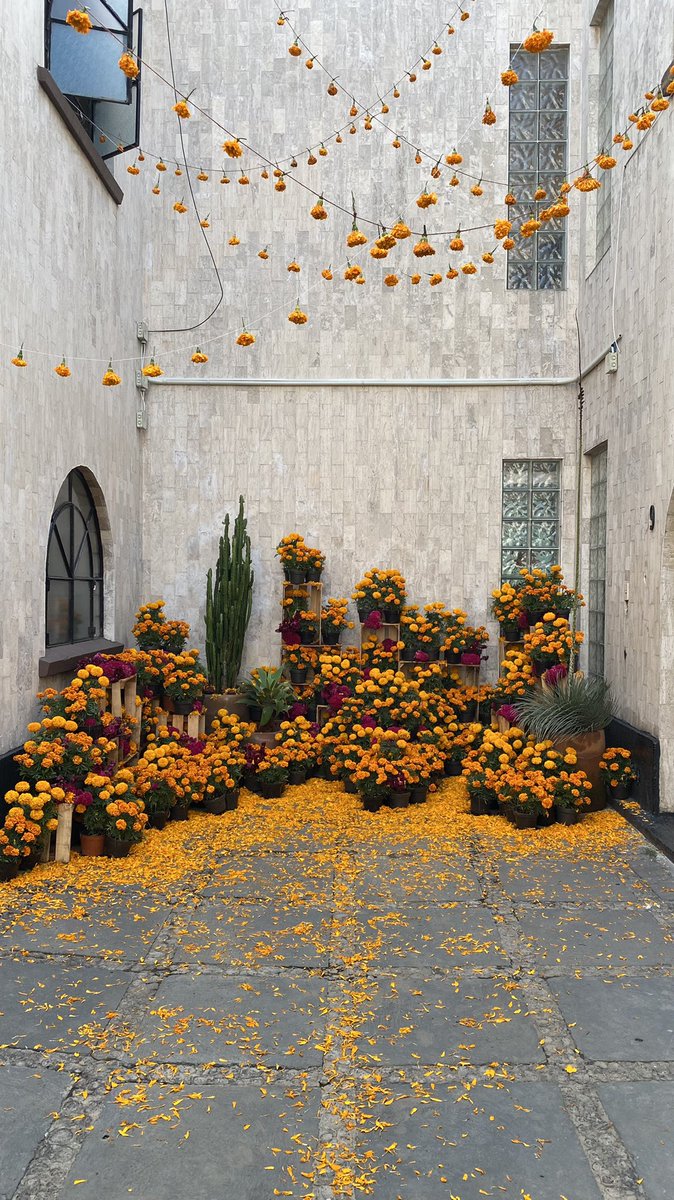 Armando Maravilla - Wonder tweet media