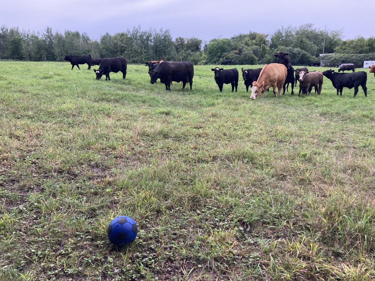 FESKindTeacher's tweet photo. @JonFines Once they tried to play soccer with us! https://t.co/NcQ23uT9Uk