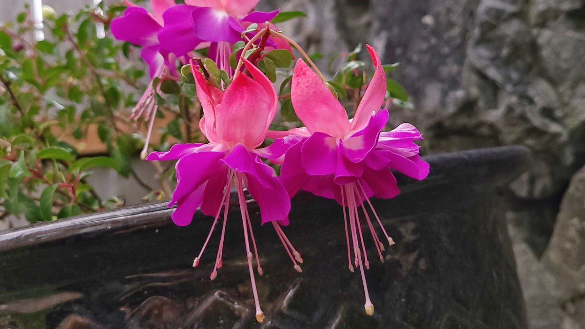 LovelyEarthS's tweet photo. The fuchsia flowers are still putting on a few blooms this time of year.
#OctoberFuchsias #FallFuchsias #HummingbirdFlowers #LovelyEarthSociety https://t.co/q8AB9mcGes