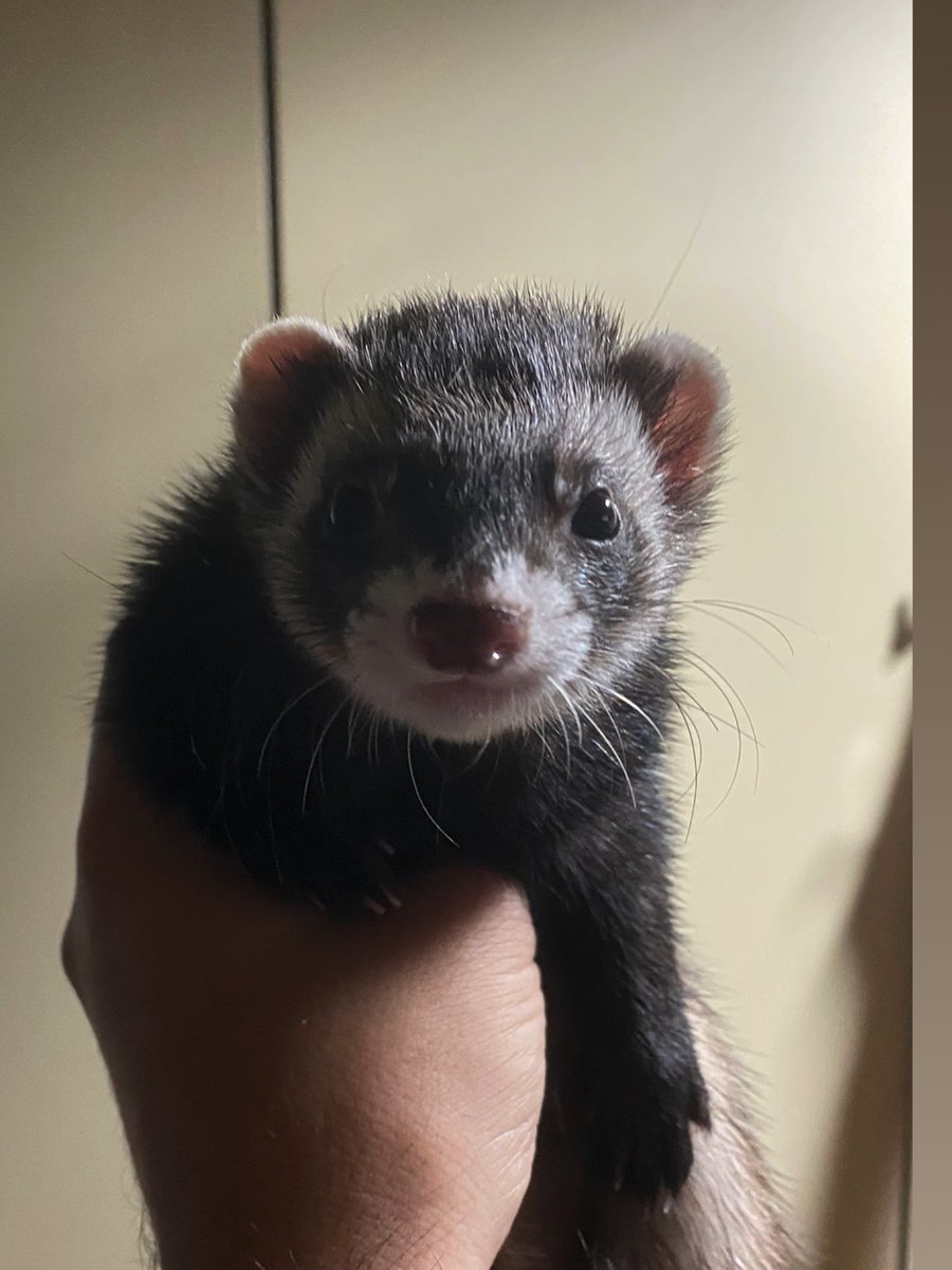 ferret_william's tweet photo. The humans are replacing me with my sister this is outrageous!! #ferrets #ferret #cuteferrets #cute #cute #animals #nose #new #ears #Ferret #verycute #lgbtq #fetch #cool https://t.co/NK8TkHWIBC