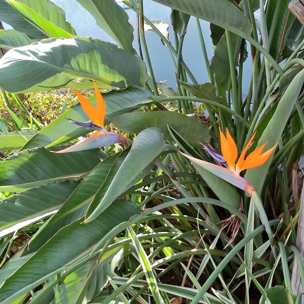 極楽鳥花 Twitter Search Twitter