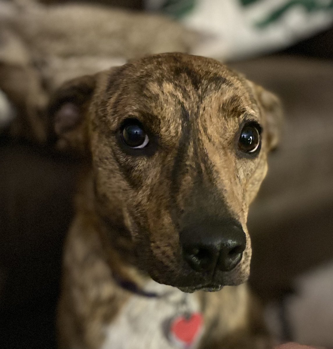 theatrekid's tweet photo. pupdate 🐾 https://t.co/wWGAsg1yyx