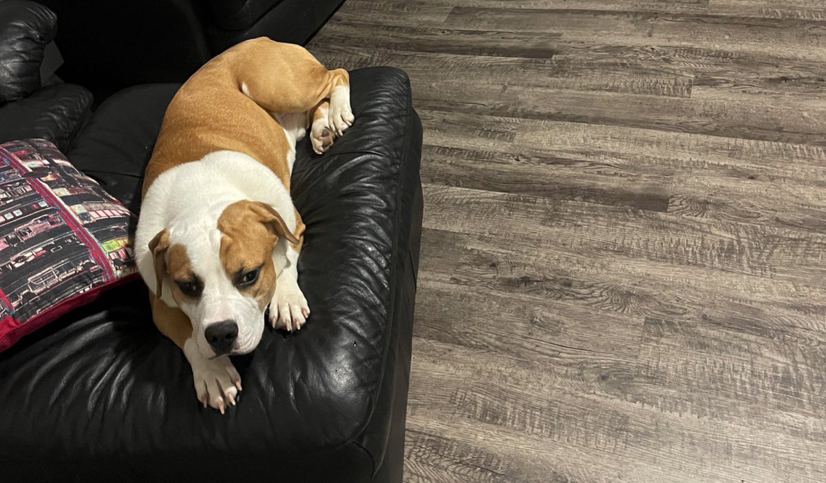 Rollitupk's tweet photo. Simba know not to be on my couch when i get home. I’m so high We both surprised he not in trouble. https://t.co/MTMRMhoyI2