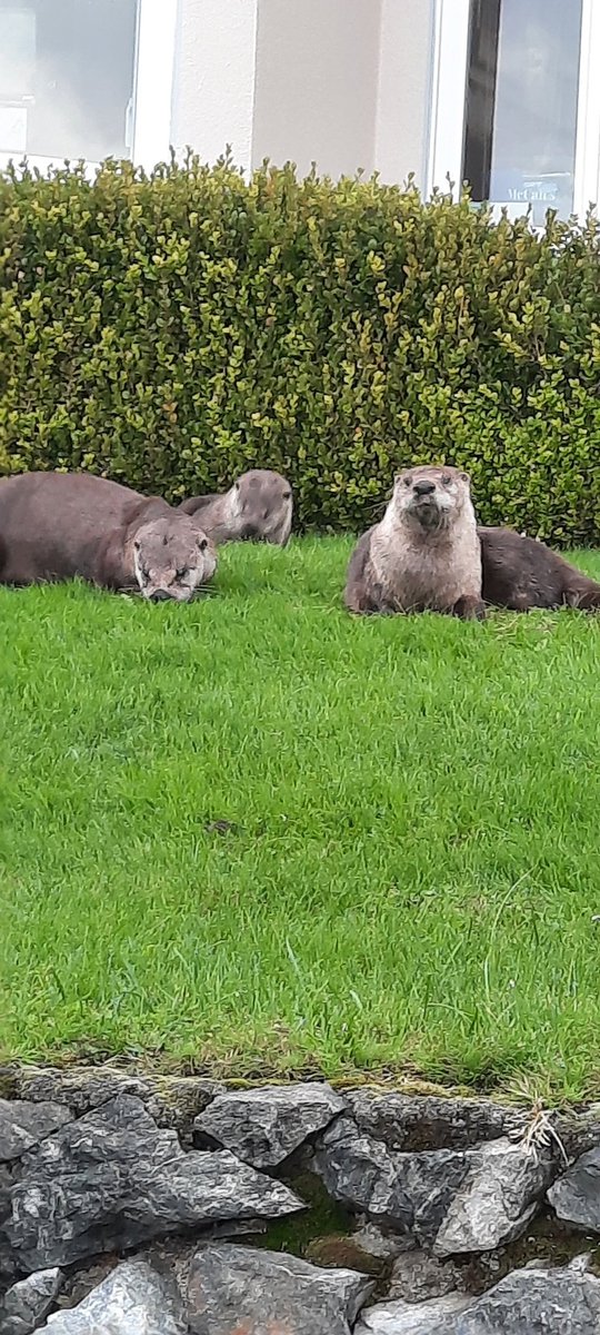 VicWaterfront's tweet photo. See amazing Westcoast wildlife from your #patio.#yvr #montreal
https://t.co/7sstsfZcnL https://t.co/1WfwXgT5oQ
