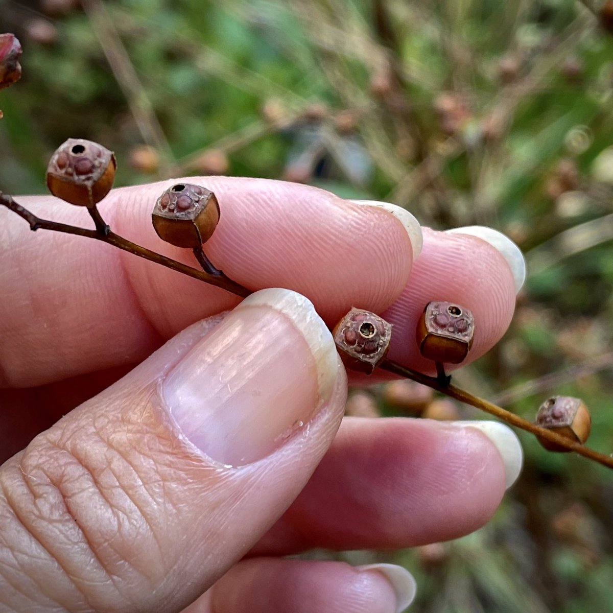 tracy_woods_'s tweet photo. The devil is in the beautiful details. Ludwigia alternifolia - known as bushy seedbox or rattlebox. #ludwigia #ludwidgiaalterifolia #seedbox #rattlebox #seed #plantlove https://t.co/xXJqMOwihT https://t.co/qQzyjQN90s
