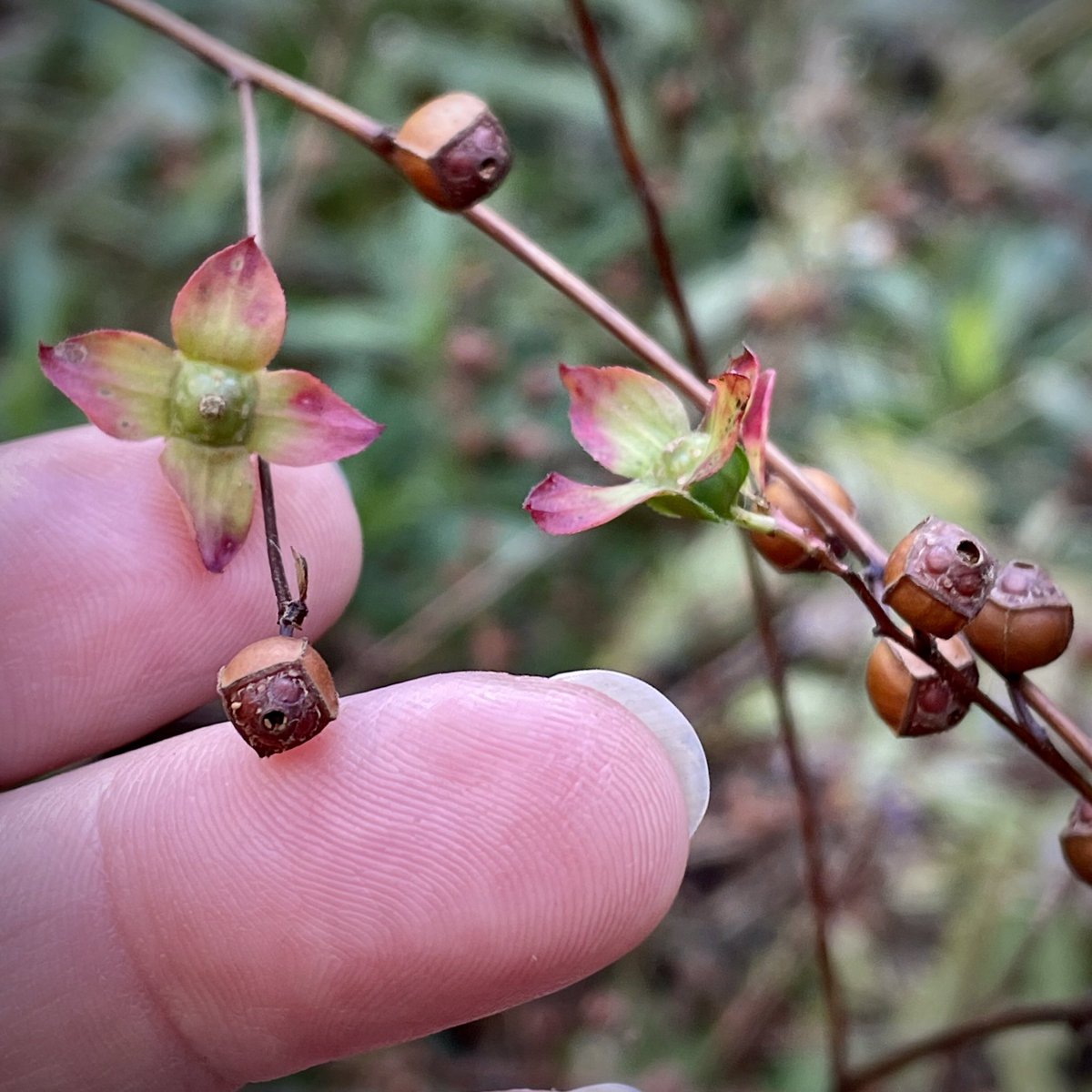 tracy_woods_'s tweet photo. The devil is in the beautiful details. Ludwigia alternifolia - known as bushy seedbox or rattlebox. #ludwigia #ludwidgiaalterifolia #seedbox #rattlebox #seed #plantlove https://t.co/xXJqMOwihT https://t.co/qQzyjQN90s