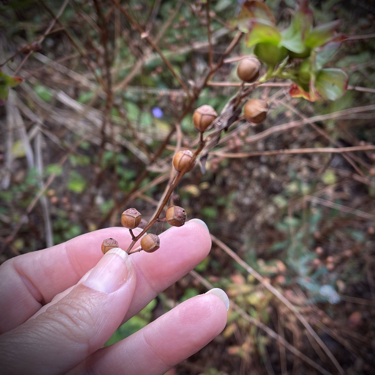 tracy_woods_'s tweet photo. The devil is in the beautiful details. Ludwigia alternifolia - known as bushy seedbox or rattlebox. #ludwigia #ludwidgiaalterifolia #seedbox #rattlebox #seed #plantlove https://t.co/xXJqMOwihT https://t.co/qQzyjQN90s